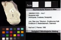 Foto (Objket + Etiketten) von Decapoda indet. 